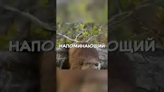 Ваниль из бобровых поп: Удивительный факт о еде #наука #животные #факты #интересное #природа