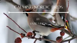 Calming Nordic Birds #nordic #birdsinging #calming