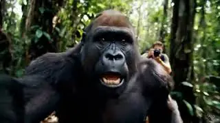 Gorilla Vlog Running from Paparazzi/Day In A Life