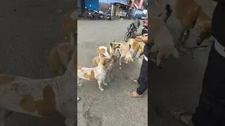 Dog❤️ #DogShorts #StreetAnimals #Compassion #Animal Welfare#BezubanJanwar #Humanity #newyear2026#dog