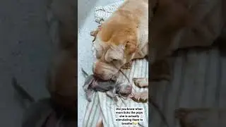 Dog Natural birth #shorts