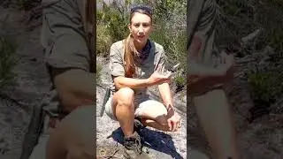 Как отслеживать людей в кустах. Отслеживание людей. #отслеживание #готовностькжизни #навыкивыжива...