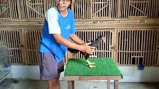 Stock full Pama iq kuda Lari 