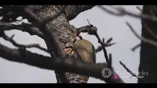 Top 11 birds in Mumbai