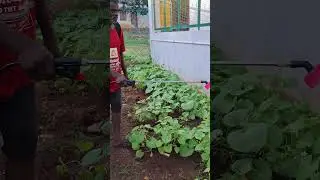 #agriculture #tamil #organicfarming #organicgardening #ginger #garlic #greenchilli #3Gkaraisal