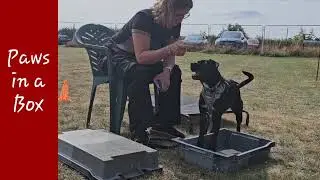 Do More With Your Dog Novice Trick Dog Title with Rover and Vanessa