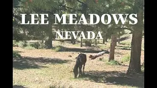 Wild Horses In The Meadow - Lee Meadows, Lee Canyon