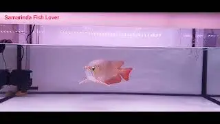 ARWANA SUPER RED MAKAN ANAK LELE , KEKURANGAN DAN KELEBIHANYA .