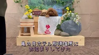 亀の井ホテル那須塩原で思い出作り#トイプードル #ちわぷーぷー #多頭飼い #栃木県 #那須塩原 