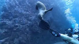 Playful Sea Lions | GoPro Dive in the Sea of Cortez | Scuba Diving Mexico