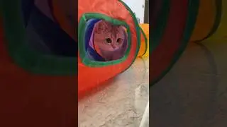 Indoor cats go wild for this interactive tunnel 👀 #dhgate #dhgatefinds #coolgadgets
