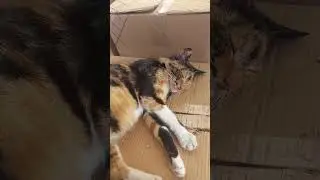 mırmır kediyi uyandırma ya kıyamadım #kedi #kediseverler #kedishorts #kedivideoları #animals #cute