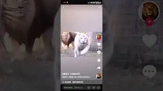 lion vs tiger, lion bullying a group of tigers all alone, epic encounter  #lion #animals  #leopard