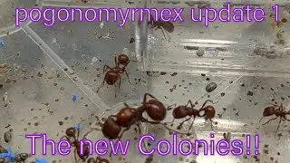Pogonomyrmex barbatus update 1: The new colonies!