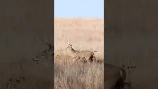 Moving. #AO #hunting #wildlife #deer #archery #small #onthemove #trending #shorts #fyp #youtube #ok
