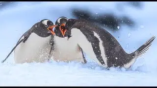 Wings of the Frozen South: Photographing Antarctic Birds &bull; Daily Dose of Nature