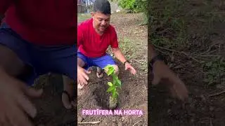 Vem plantar muda de graviola