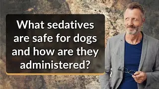 What sedatives are safe for dogs and how are they administered?