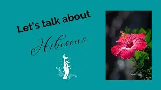 Hibiscus: The World's Natural Electrolyte Energy Drink