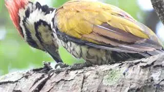 Common FlameBack Woodpecker | Birding In Singapore