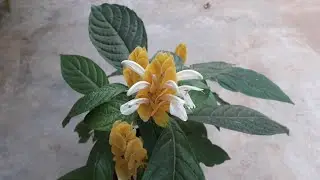 ഗോൾഡൻ ഷ്രിമ്പ് /Golden shrimp plant care in malayalam