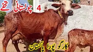 Pure Cholistani Cow From Cholistan Rohi Desert Near Luden Cow Mandi || Global Village Farming 