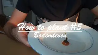 Wortel herplanten?! - How to plant #5 - Bodemleven