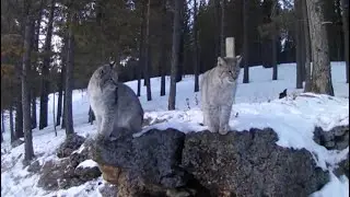 Technology safeguards wildlife during harsh winter in Inner Mongolia