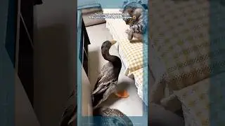 FIGHTING; CAT VS DUCK COMPILATION 😾🦆👀 PART 382 #cat #duck #shorts