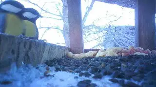 Z kamerą w karmniku | Sikory rządzą w mroźny poranek 10.01.2026