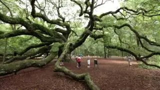 Tour of the Islands | Tour Video Network | Angel Oak Tree