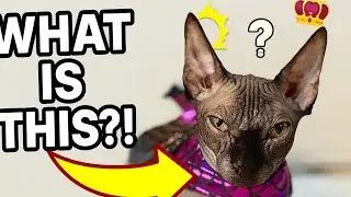 Нахальный котик сфинкс! #Сфинкс #кошка #котенок #котенок #sphynxkitty #sphynxcat