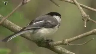 Black-capped Chickadee