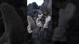 #coral #stone #stoneocean #rock #beach #asmr #shorts #asmrsounds #nature
