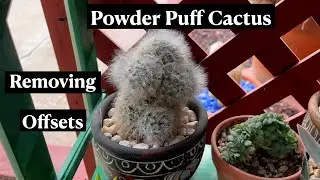 Mammillaria Bocasana Powder Puff Cactus * 24 Days of Cacti & Succulents