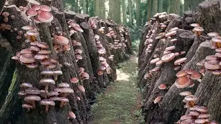 Genius Way They Farm Expensive Shiitake Mushrooms in Japan