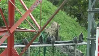 Silvered Leaf monkeys (Trachypithecus cristatus), Malaysia. 20160921_093400.m2ts