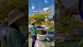 moonlight jewel #yutubeshorts#shorts#plantslover
