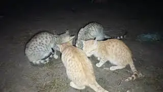 Cats eating night in the village walidlife 
