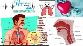 Introduction to Respiratory Care