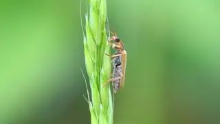 Slow motion - soldier beetle in reconnaissance mission