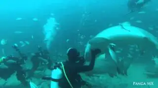 Lemon Shark Feeding Mix - Jupiter, Florida