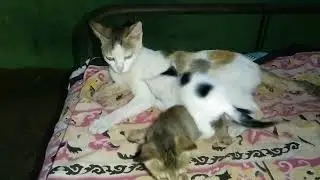 Mama cat and her kittens....🐈🐈 #Cutecat #petcat #kitten #catfeeding 
