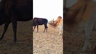 😈😱Cow reaction video #deshi #comedy #bihar #power#vide