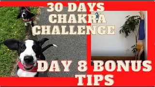 30 days chakra challenge with my 2 hyperactive dogs / DAY 8  BONUS  tips for handstand