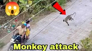 Monkey attack 😱