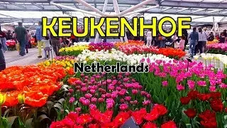Keukenhof, Garden of Europe - Netherlands 🇳🇱 Walking Tour