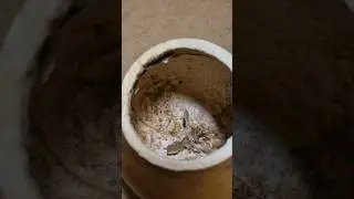 🧉 Jak przeprowadzić curado na Tykwie do yerba mate🌿✨️ #Yerbamate #tykwa #yerba #polska