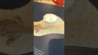 Crocodile Eggs