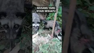 MUSANG#musangmozaik #musangobes #musangakar #musangking #musangbonding #musangbulan #musangrase